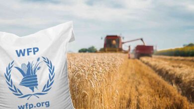 WFP Is Hiring Multiple Home-Based Consultant Jobs For 2026 – Apply Now!